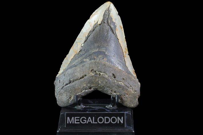 Bargain, Fossil Megalodon Tooth - + Foot Shark #86505